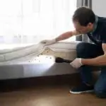 Comment gérer une infestation de punaise de lit ?